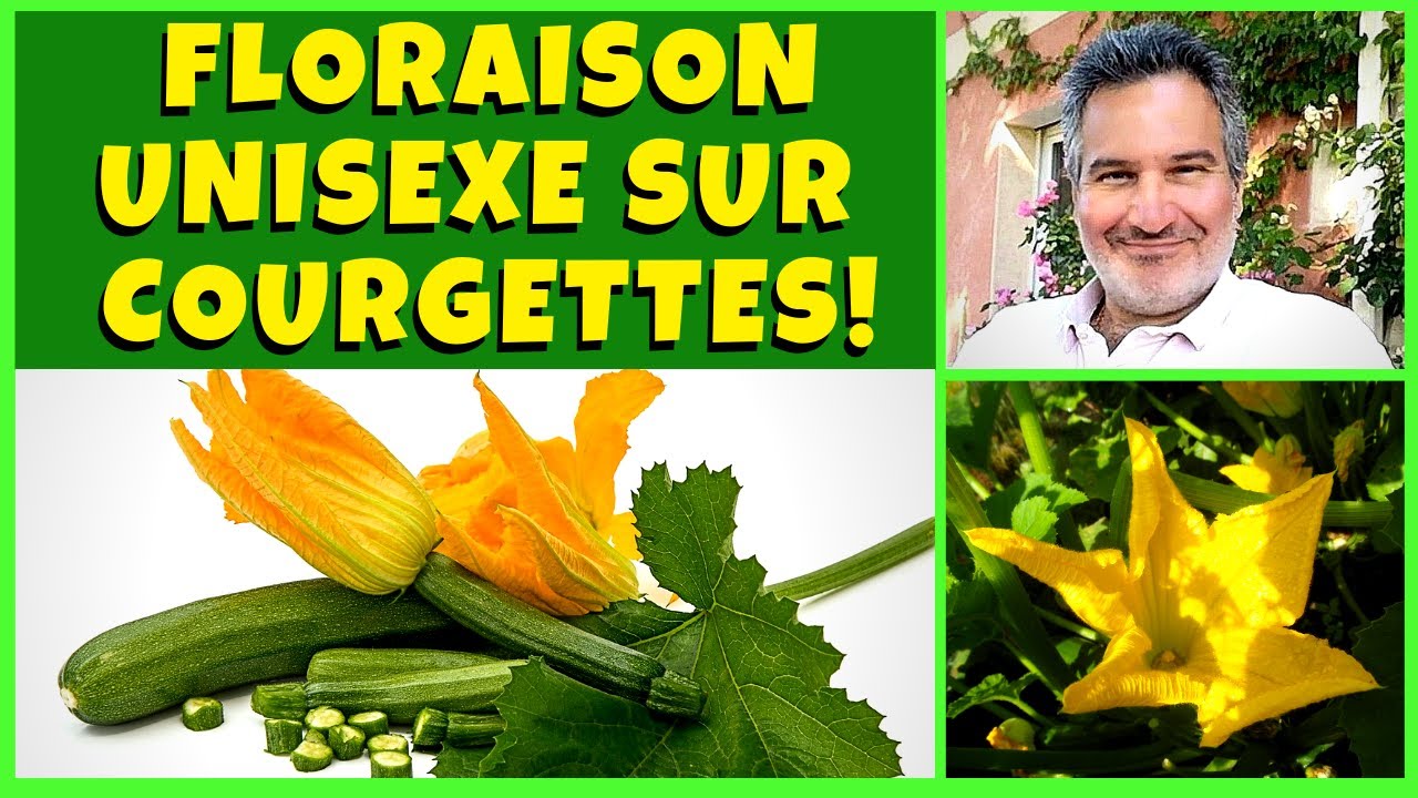 Mes courgettes ne font que des fleurs mâles (ou que femelles ) ! ☹️