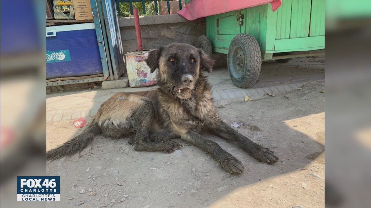 Afghan animal rescue group wants animals evacuated safely from country