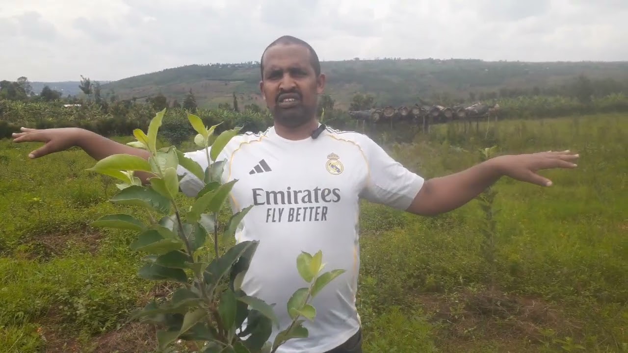 Ibifasha igiti cya pome cyikiremera imisemburo igifasha guheka imbuto nyinshi.Eng.Ally,0788549685