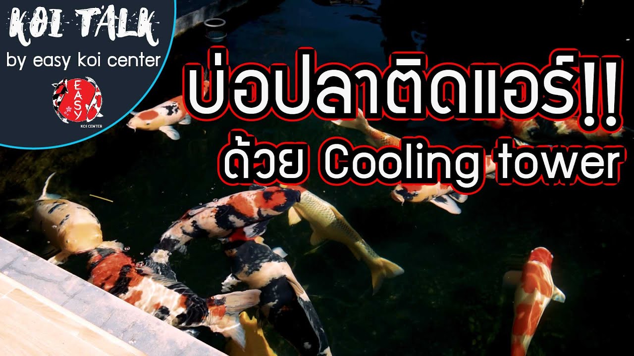 Koi Talk EP.16 บ่อปลาติดแอร์!! ด้วย Cooling Tower