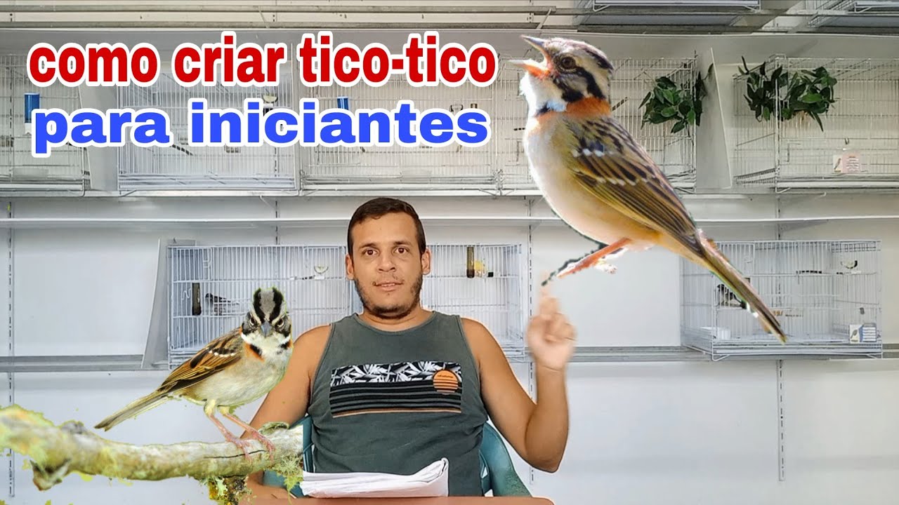 Como começar a criar tico-tico do zero 
