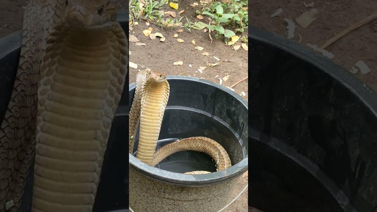 KING COBRA.      BANAKON.