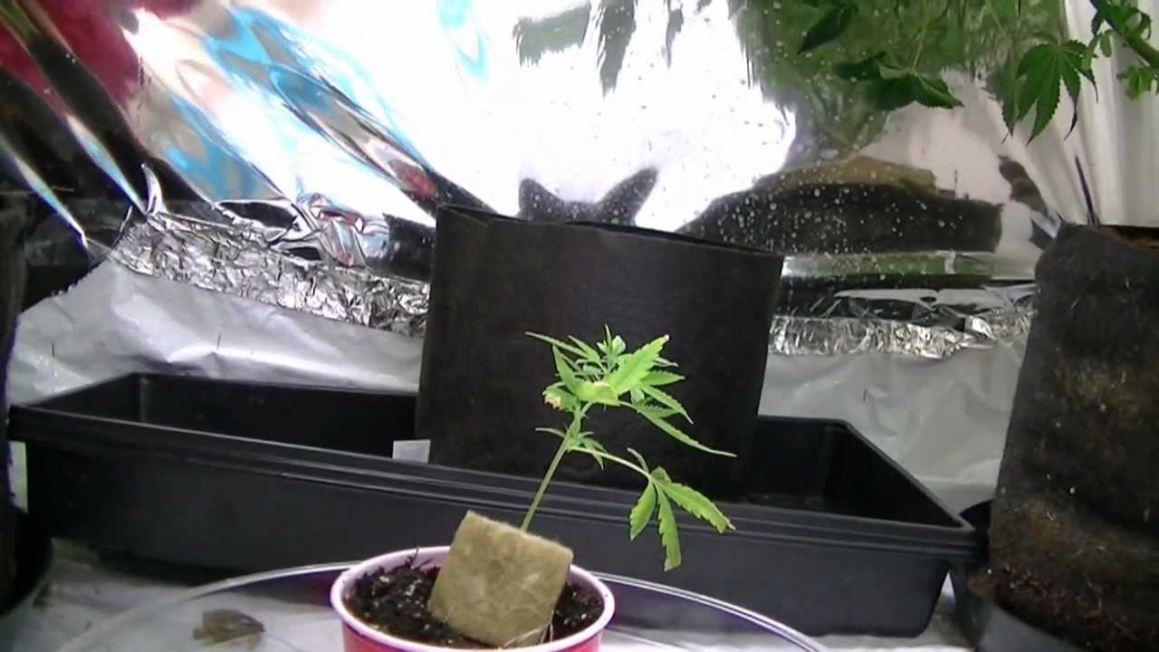 how to trans plant into soil