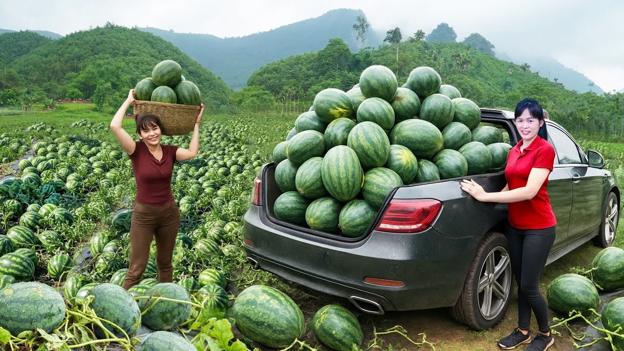 Harvesting 1000+ Juicy Watermelons | Woman Unexpectedly Earns Dream Fortune | Tan Daily Life