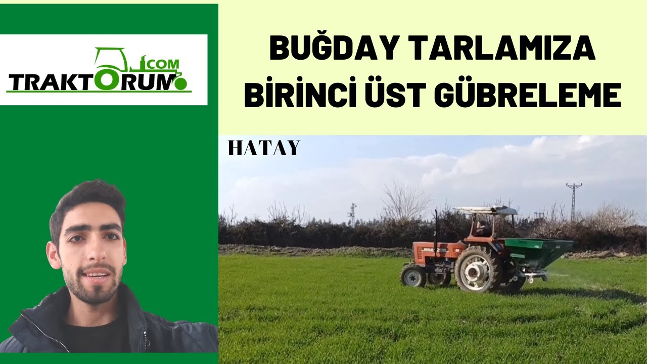 Buğday Birinci Üst Gübre