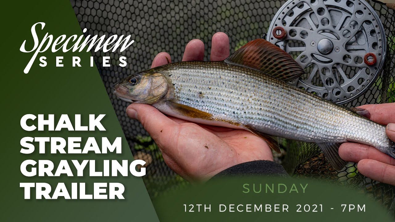 Phil Spinks Specimen Series - Chalk Stream Grayling Live 12th December