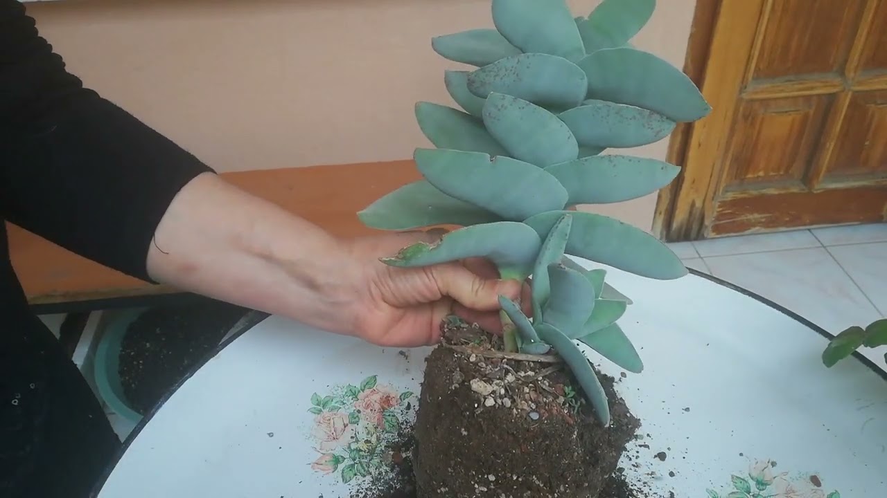 Crassula Falcata! /Toprak Değişimi Ve Bakımı! #sukulentdikimleri #crassulafalcata #vlog #ısparta