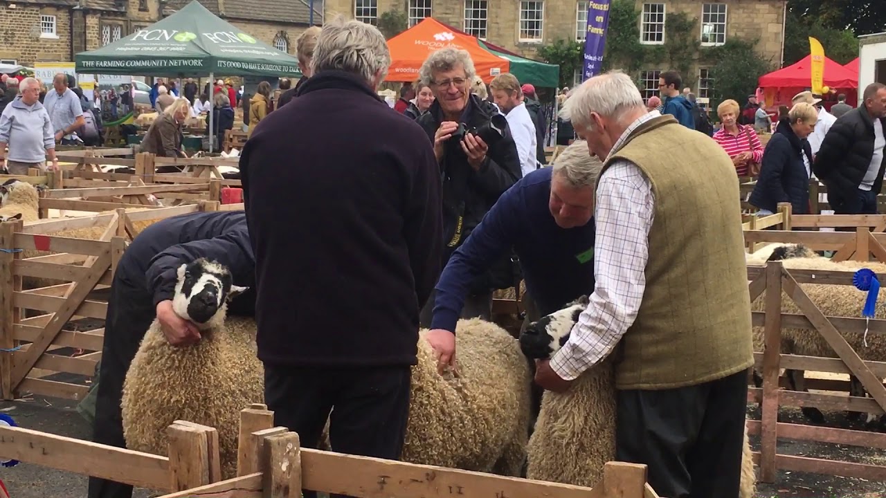 Sheep judging at the Masham Sheep Fair
