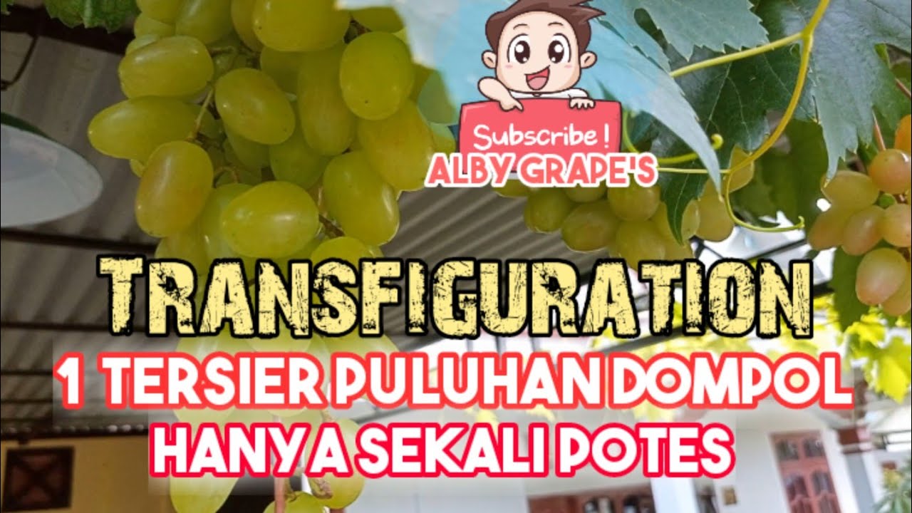 Anggur Transfigurasi...Sekali Potes Tersier Gendong Buah Puluhan Dompol