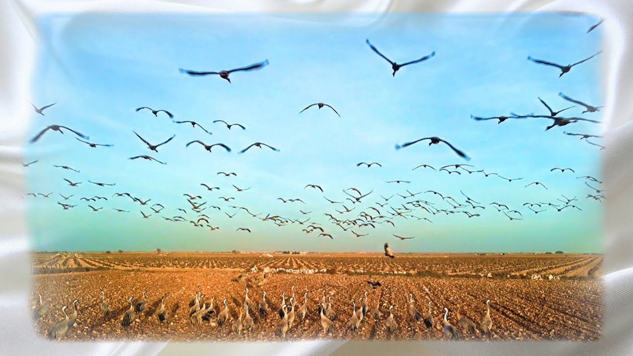 EL VUELO Y CANTO DE LAS GRULLAS I   Grullas en las lagunas de Manjavacas y Villacañas