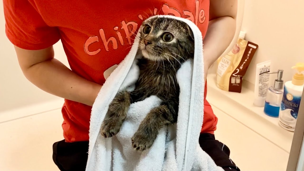 お風呂上がりタオルに包まれて温まる子猫が可愛すぎたw