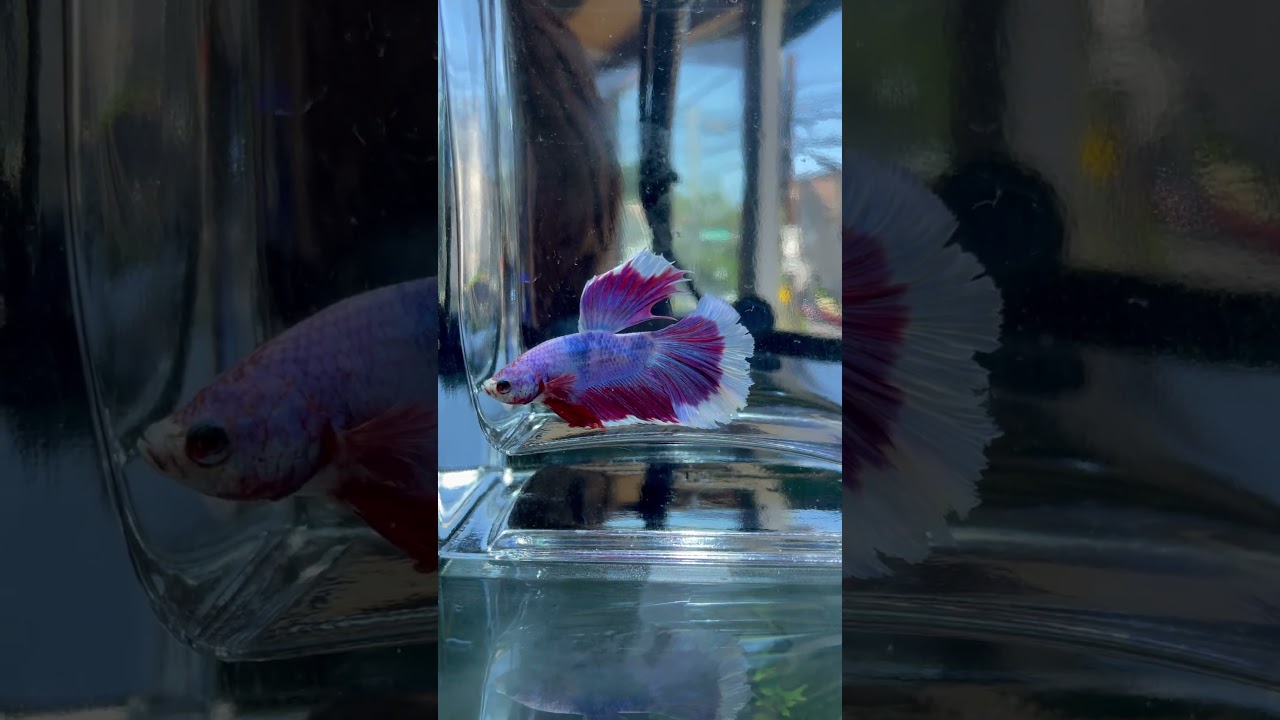 Purple betta fish 💜🦄 #bettafish #betta #bettaholic #freshwateraquarium #fishtank