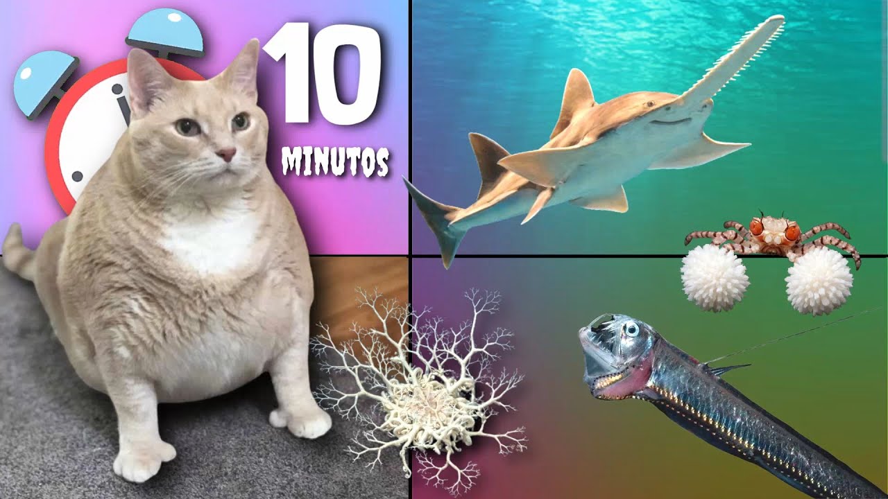 30 COISAS QUE VOCÊ NÃO SABIA EM 10 MINUTOS 😱🚀 [254]