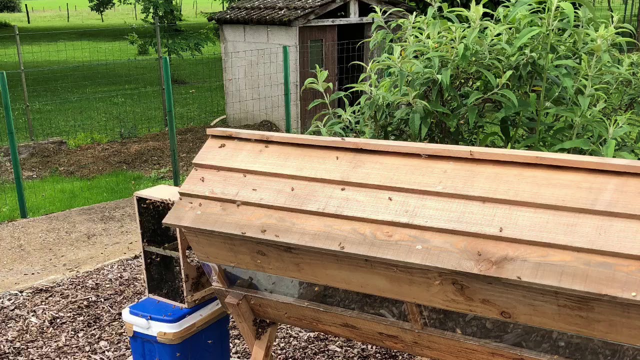 Arrivée Paquet d’abeille Et Cage A Reine