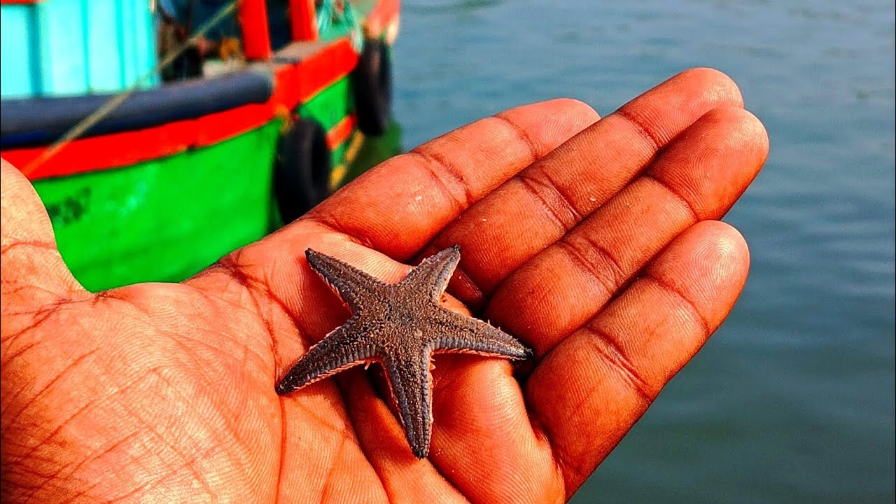 Fish market Cuddalore OT #fish#firstvlog #vlog price at OT fish harbour 