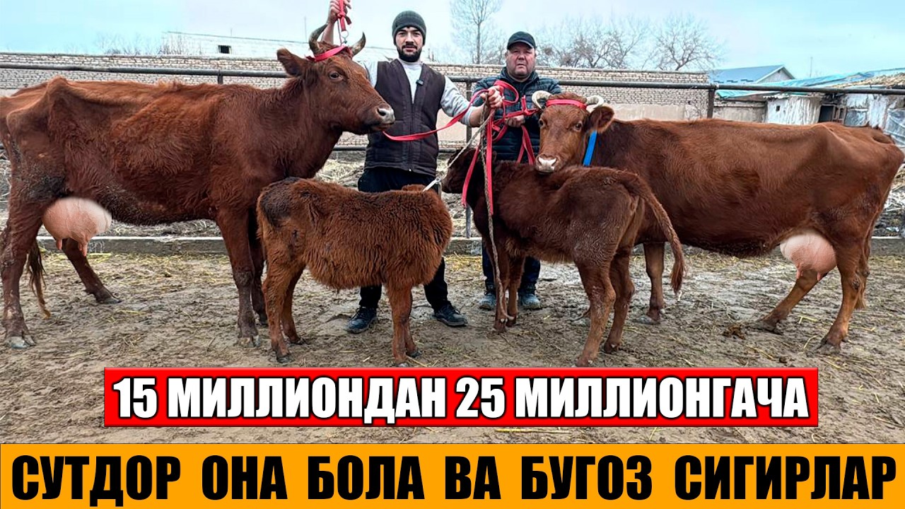 АРЗОН НАРХДА ОНА БОЛА ВА БУГОЗ СИГИРЛАР 16-02-2026
