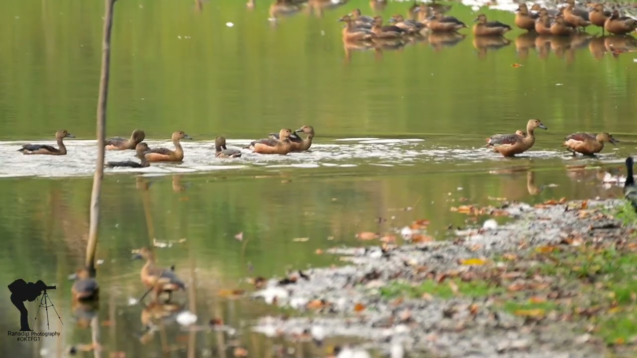 Lesser whistling duck. বালি হাঁস @ranadipwildlife  #oktfg #wildlife #birdvideos #birdphotography