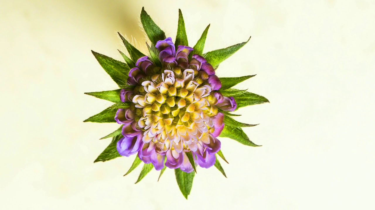 PURPLE FLOWER BLOOMING VIDEO in HD 1080p-BEAUTIFUL NATURE-BEAUTIFUL WORLD