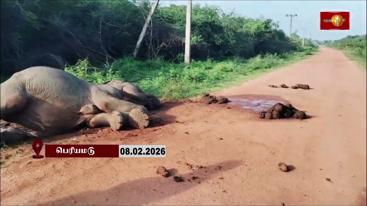 மன்னார் -  பாலம்பிட்டி, பெரியமடு வனப்பகுதியில் யானை உயிரிழப்பு #newsfirsttamil #lka #srilanka