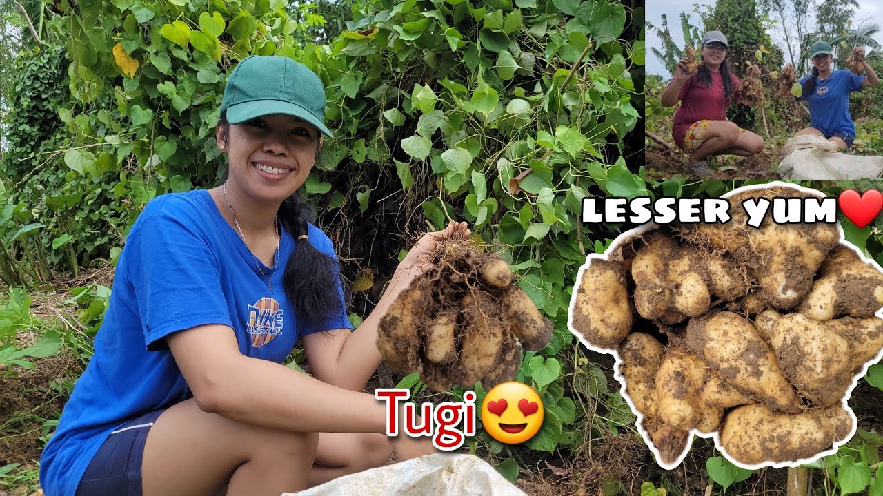 Naghukay kami ng Tugi🥔 | Harvesting Lesser Yum | Root Crops