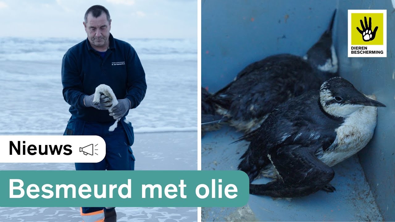 Aangespoelde zeevogels in nood!