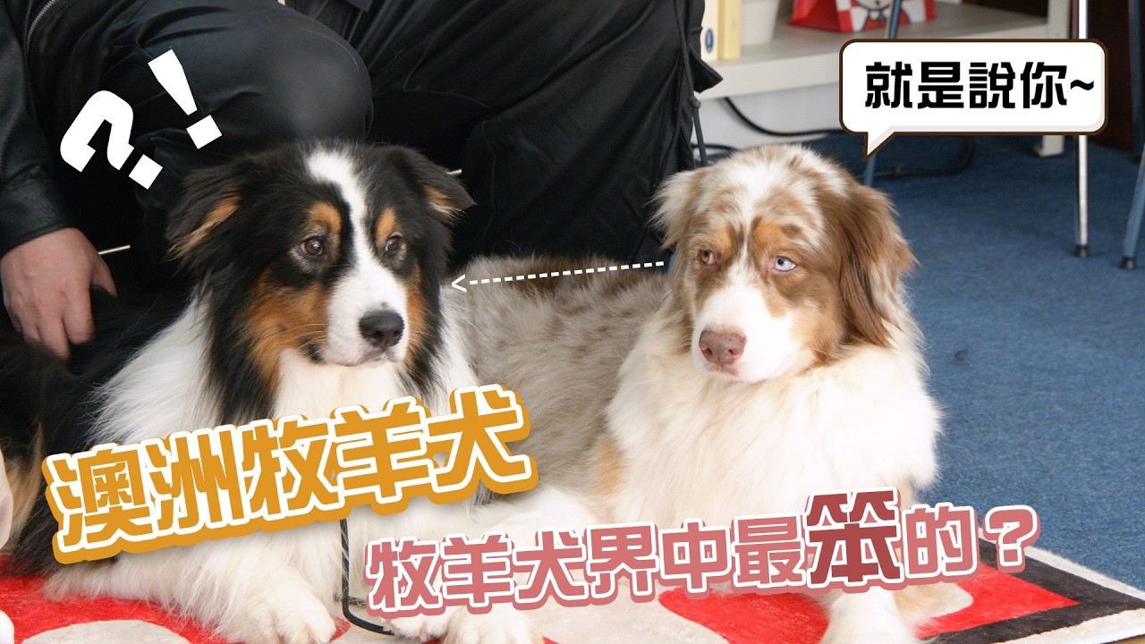 澳洲牧羊犬｜肌肉版邊牧 世界排第9聰明居然是牧羊犬裡頭最笨的？@Morning_hello