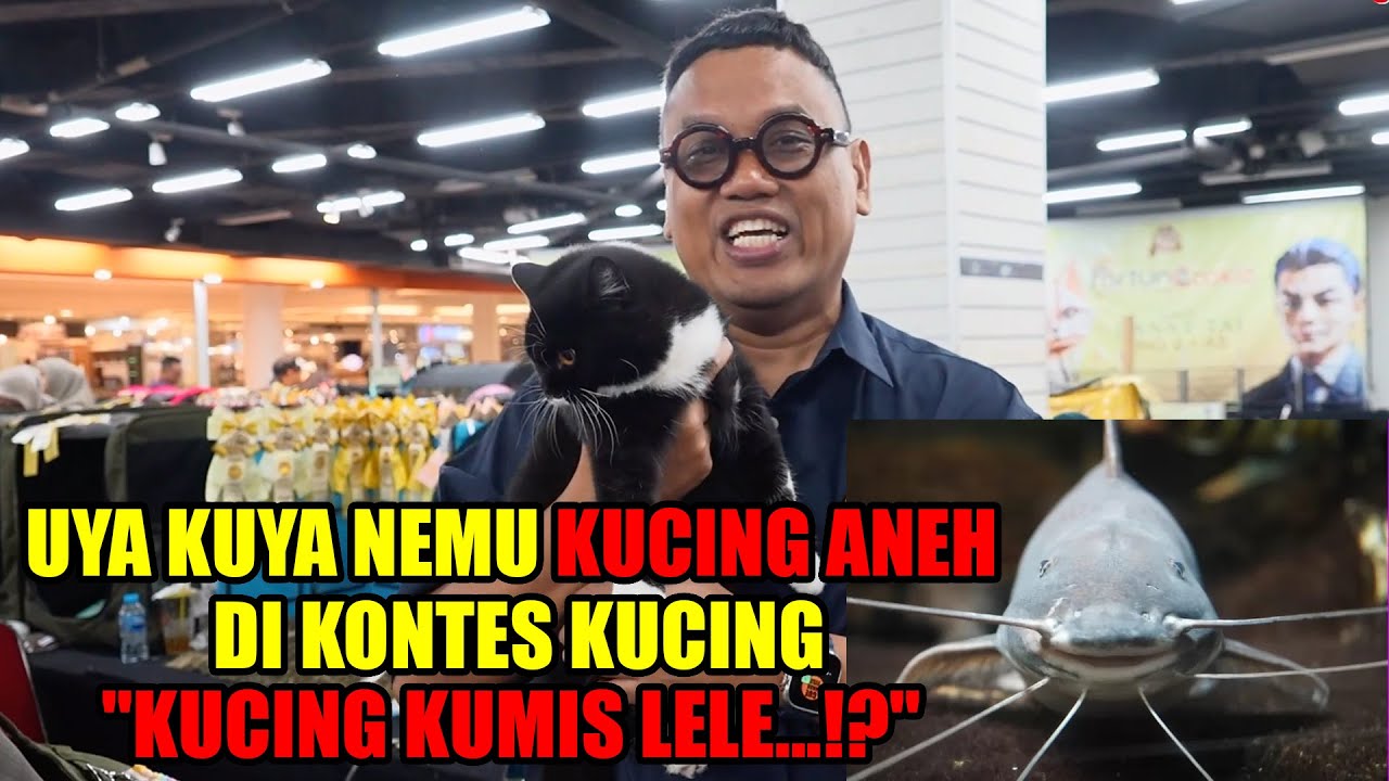 Ikut kontes kucing, uya kuya nemu banyak kucing unik