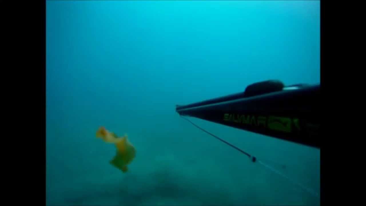 Nudibranco?