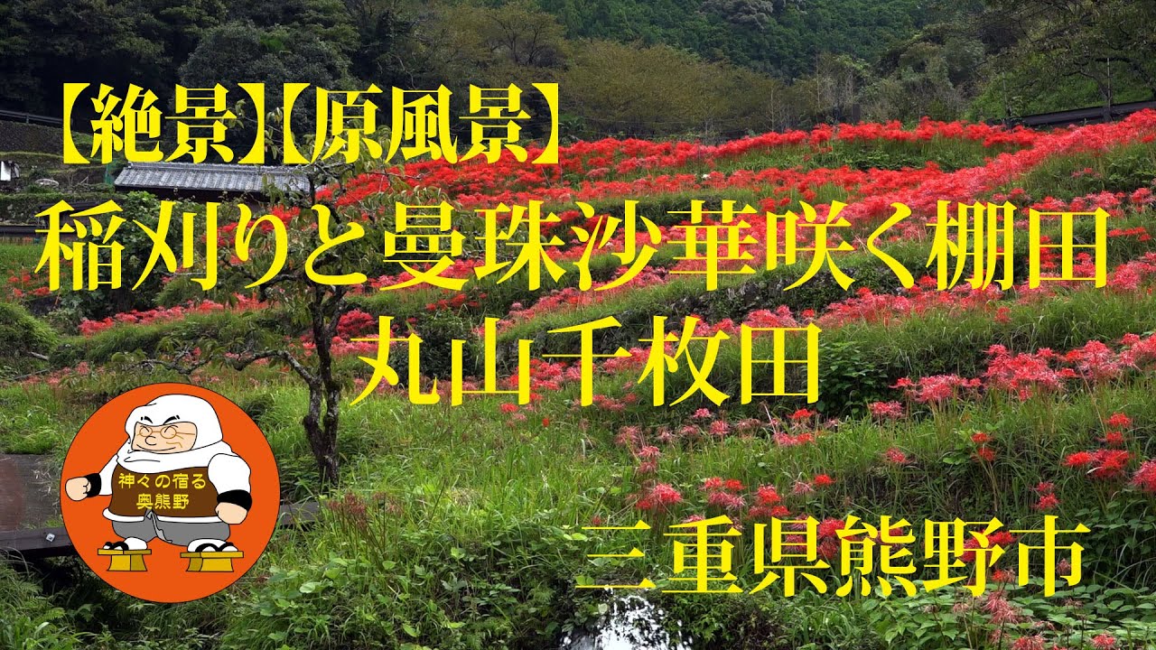 【絶景】【原風景】稲刈りと曼珠沙華咲く棚田 丸山千枚田　三重県熊野市