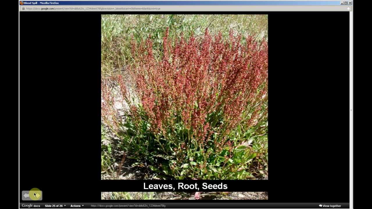 Rumex acetosella | Sheep's Sorrel (Pt 1 of 2)