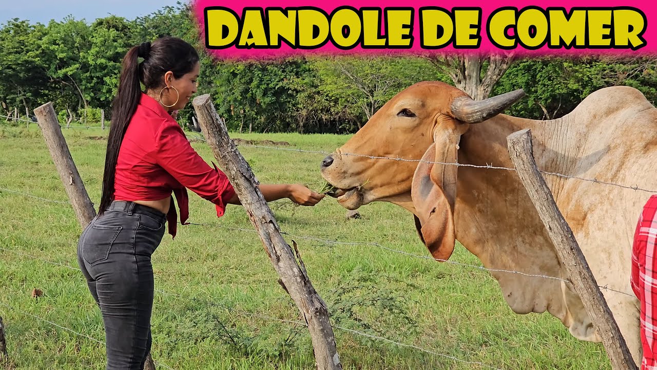 Estas chicas le ponen nombre a las vacas..