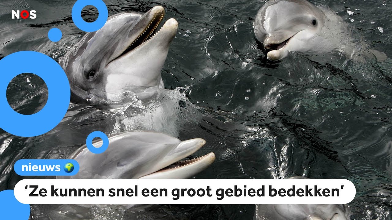 'Rusland zet dolfijnen in bij de oorlog'