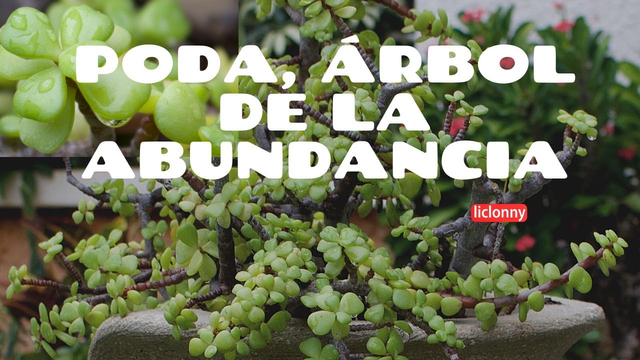 Poda, &aacute;rbol de la abundancia/ Portulacaria Afra / Esquejes / Nuevas macetas. liclonny