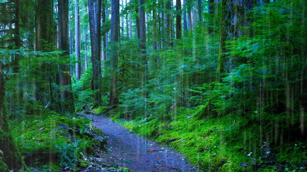 Sleep, Study or Focus with Rain Sounds in The Woods White Noise | 10 Hours