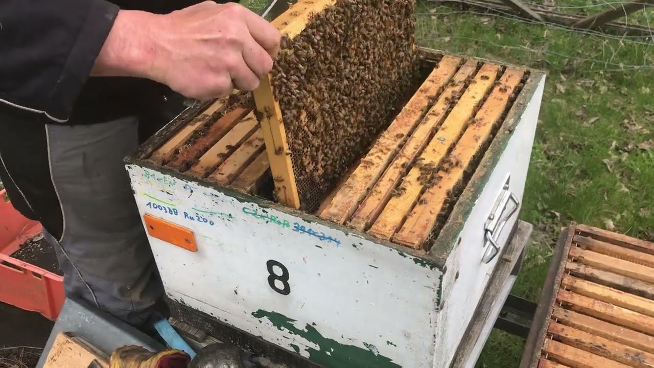 Durchsicht eines Drohnenvolkes welches auf der Belegstelle Lautenthal in 2021 stehen wird - Video 1