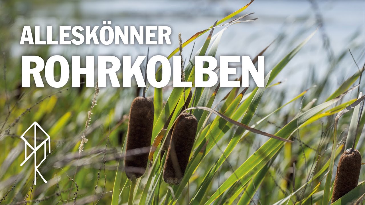 Der Rohrkolben - Heilpflanze, Notnahrung und Zunder | Feuerschlagen | Bushcraft | Survival | Urviech