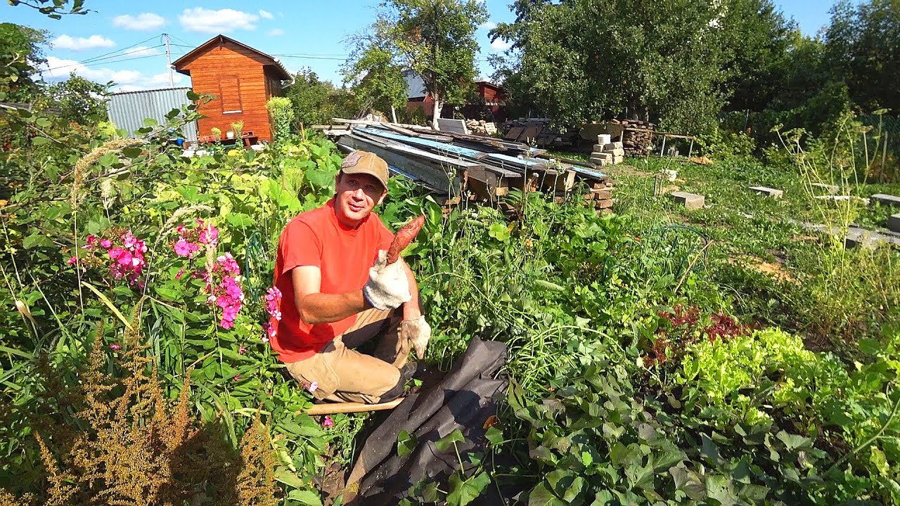 Real Russian garden: Well... at least we tried! Sweet potato harvest 2018