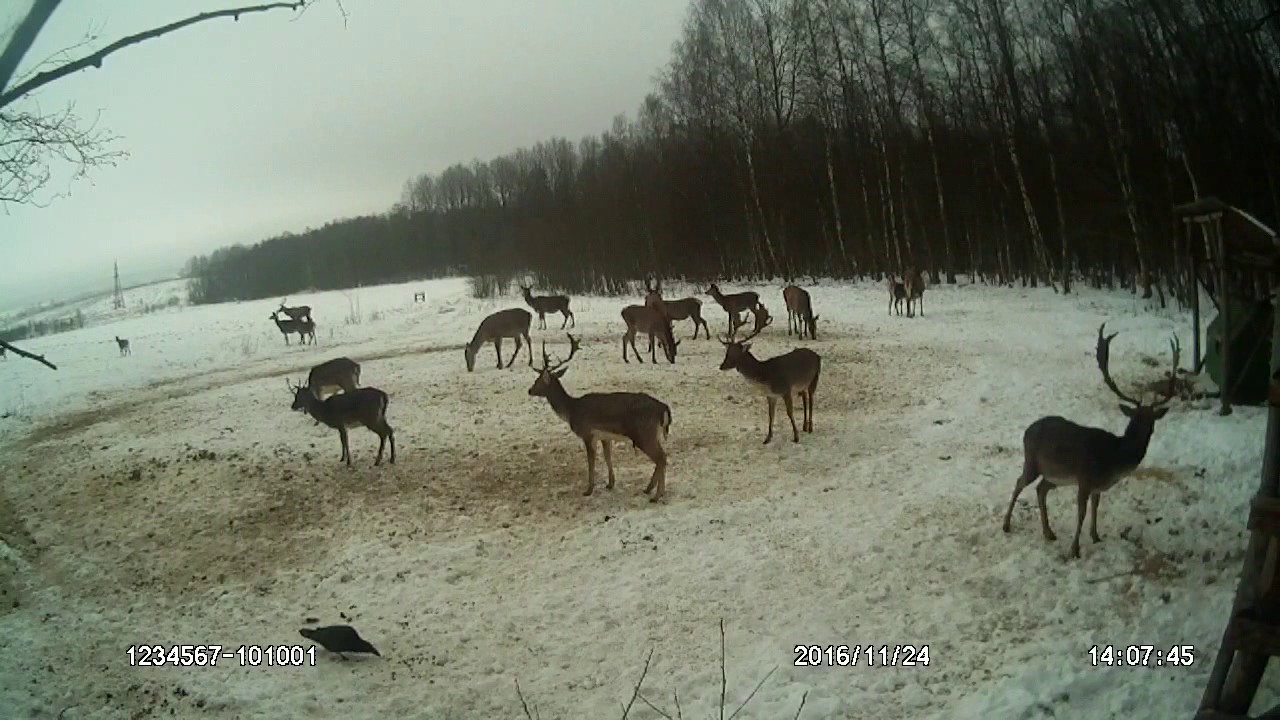 Олень благородный европейский и европейская лань на подкормке. Почти зима. Интересные моменты.