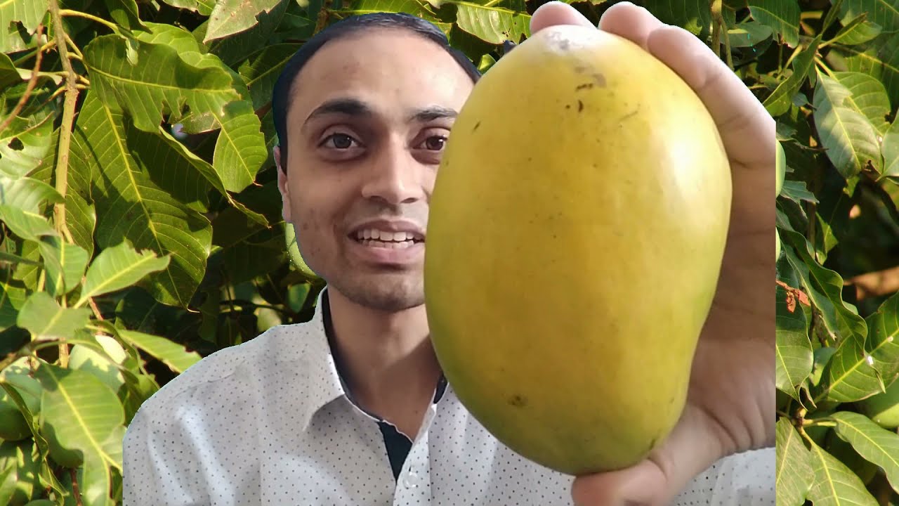 चौसा आम | Chausa Mango
