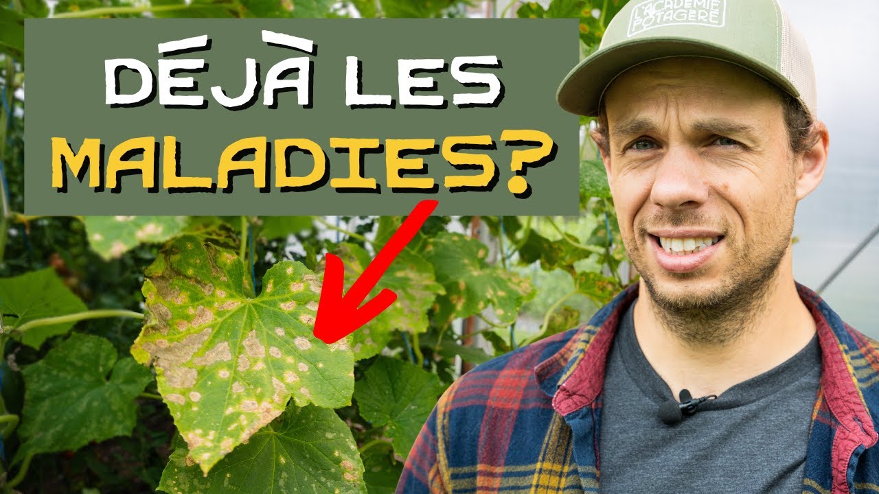 Juillet : Chevreuils, maladies et récolte de tomates dans la serre !