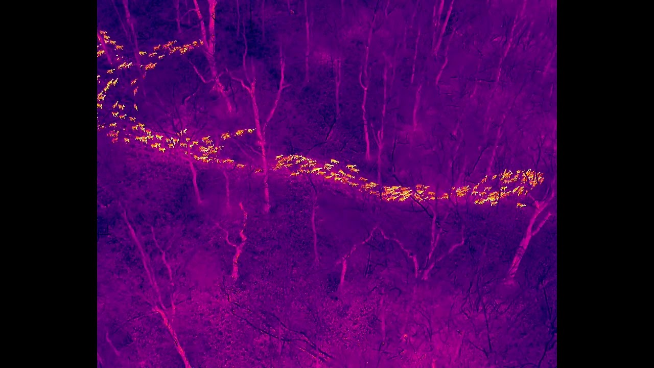 Thermal Drone Footage of large Fallow herd.