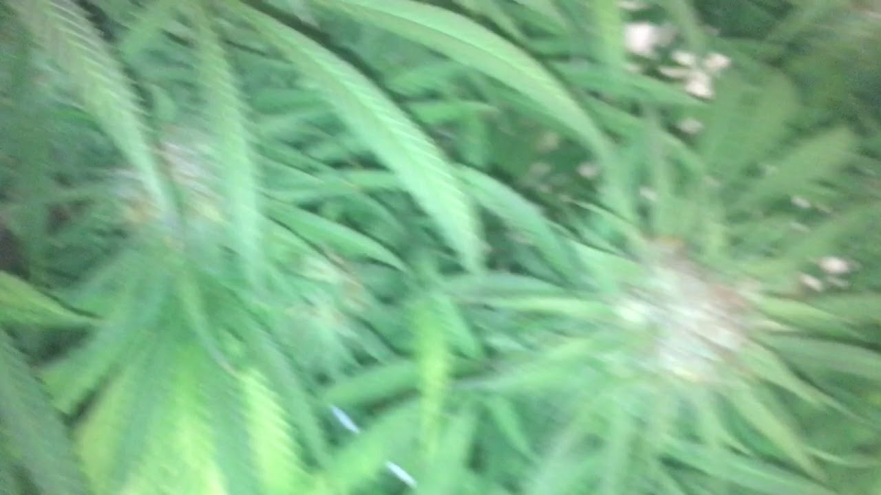 Harvesting Querkle #1