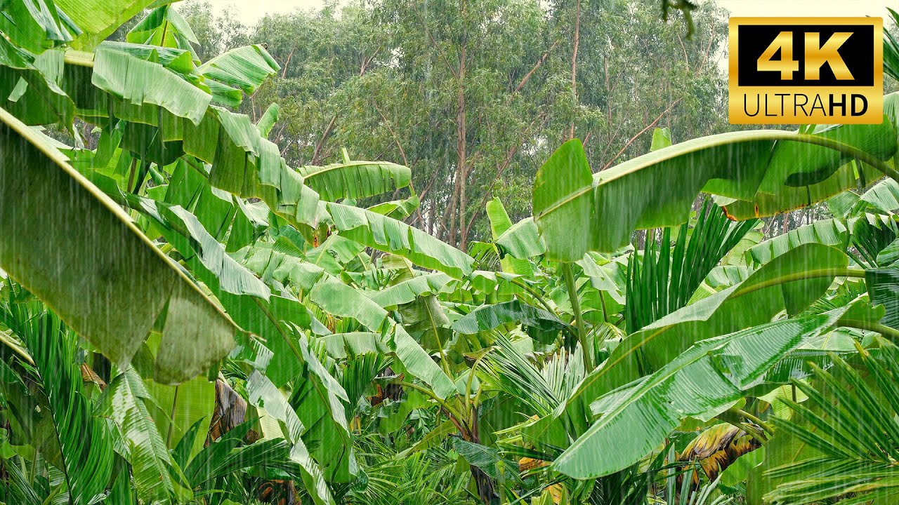 Rain on Leaves for Deep Sleep – Relaxing Forest Rain Sounds | 5 Hours No Talking