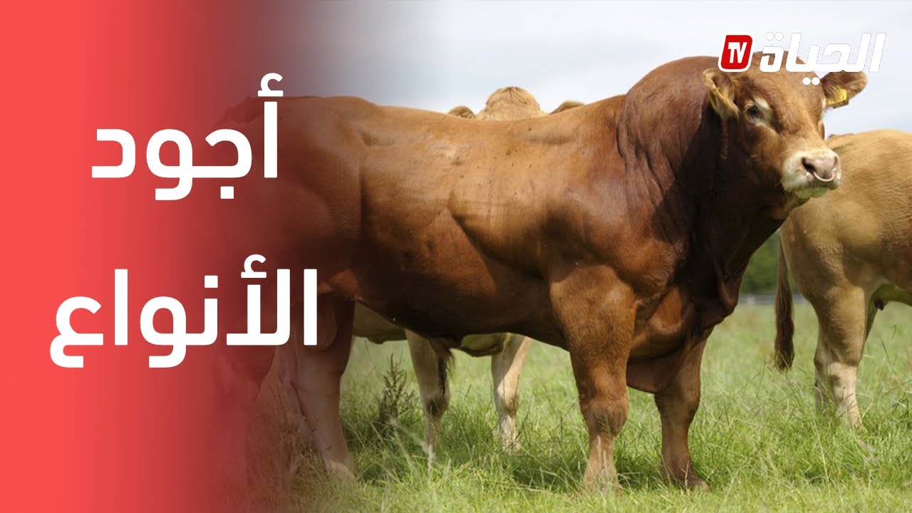 تسمين العجول.. شاهد كفاح أحد المربين من ميلة لتمويل السوق بأجود اللحوم