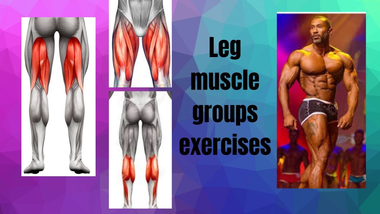 Leg muscle groups exercises