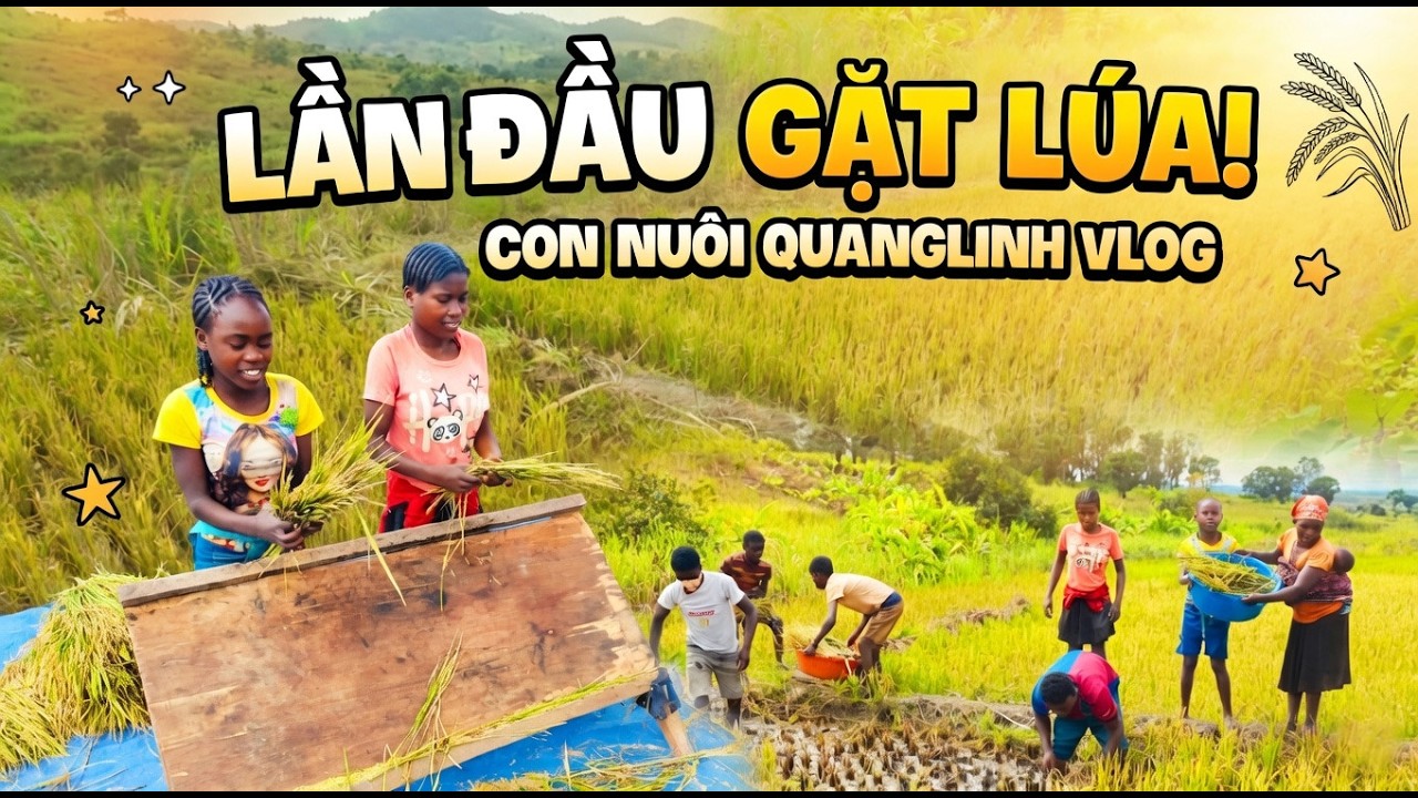 Đ&igrave;nh Thế Vlogs || Lần Đầu Trải Nghiệm Gặt L&uacute;a Của C&aacute;c Con Nu&ocirc;i Quang Linh.