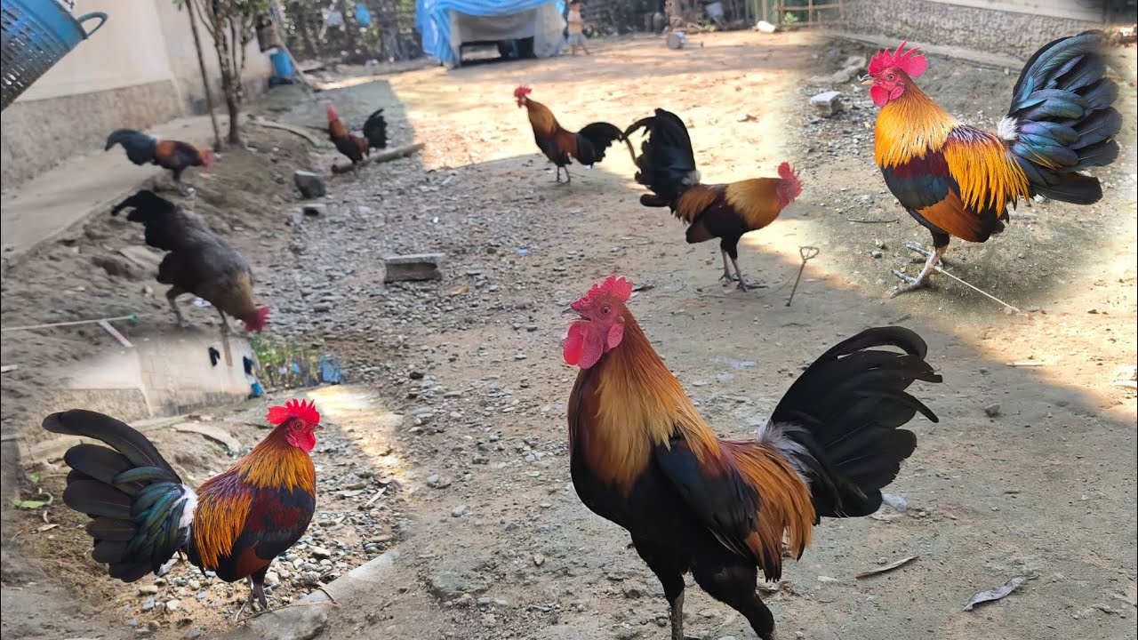 saib qaib dib qua zoo kawg li ดูไก่ต่อเสียงดี - 3/3/2026