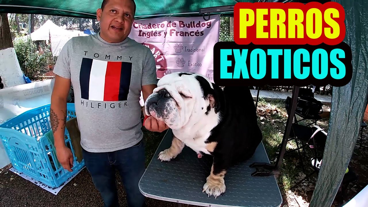 Expo venta de perros exóticos Mario Blogs