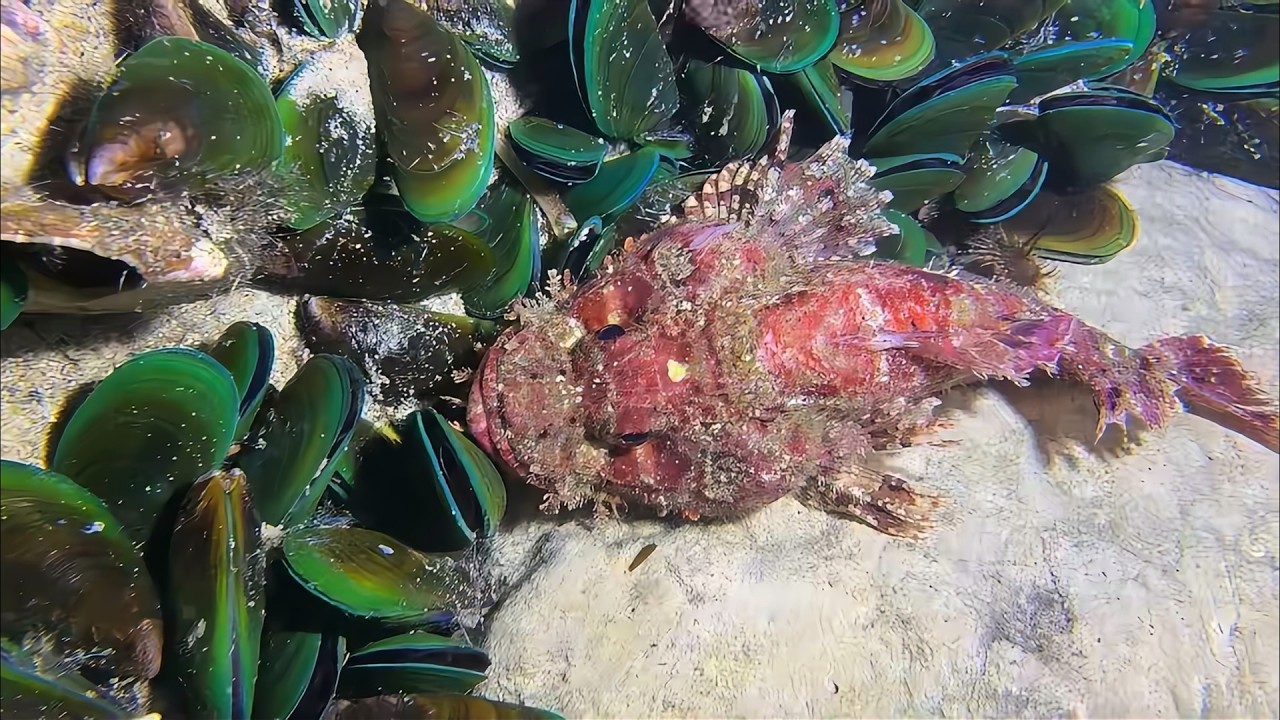 Diving to catch seafood, look how many I caught!！QU0106 #diving #fishing #lobster