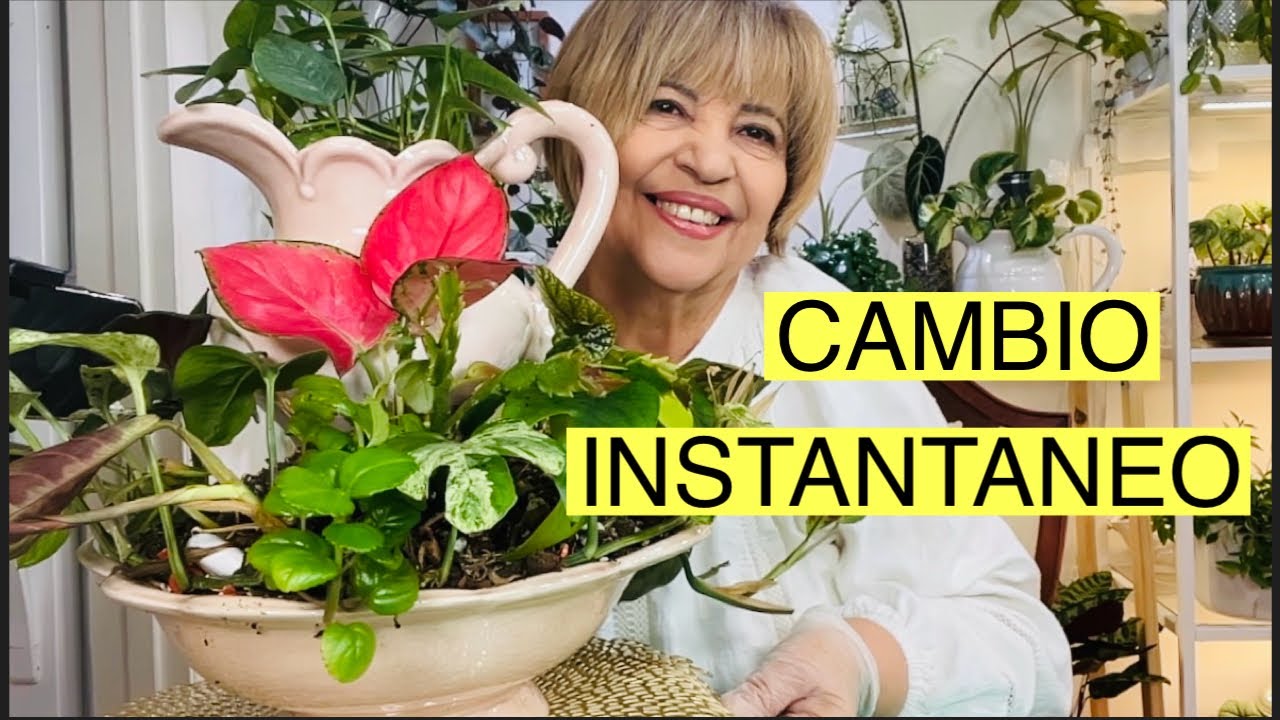 Como arreglo mi arreglo de plantas(jardin en un bowl). y propagacion de Begonia 